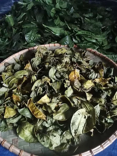 Tra-yen-bai